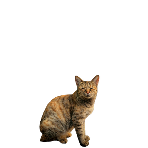 A Serene Stray Cat Sits Against A Bright Green Urban Backdrop, Showcasing Street Life. 15768 - Cat PNG image with transparent background